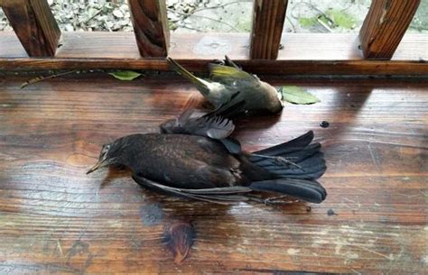 鳥死了怎麼處理